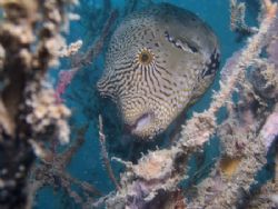 Pufferfish at Perhentian island. C5050. by Erika Antoniazzo 